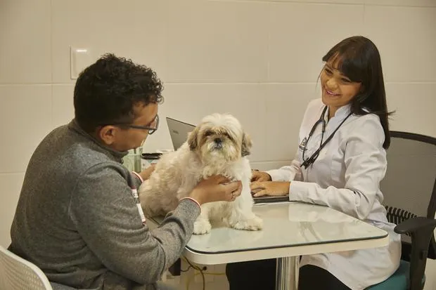 Consulta com tutor e veterinária