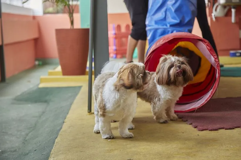 Cães brincando na Creche da Pet Master