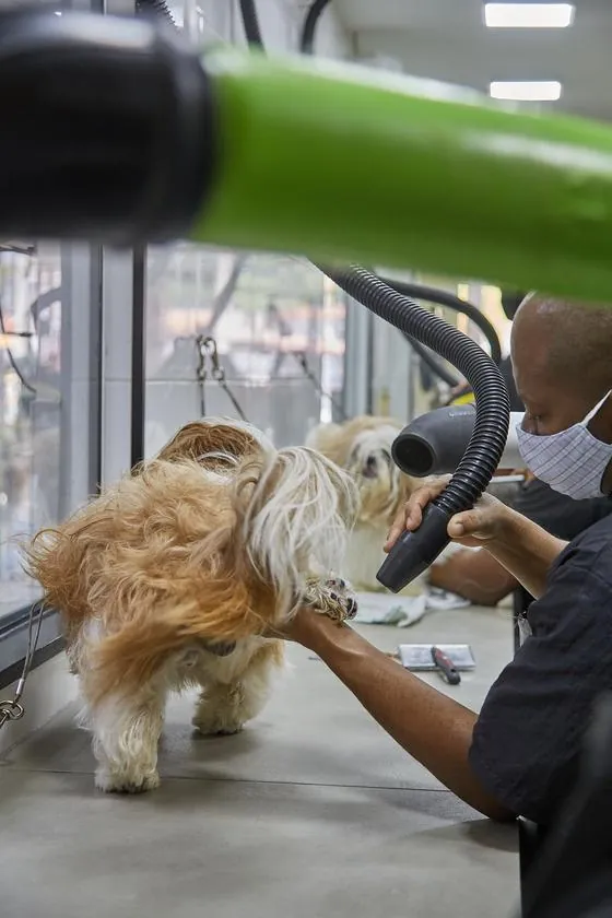 Secagem de um cão com soprador